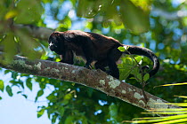 Mantled howler monkey (Alouatta palliata) Cahuita National Park, Cahuita, Costa Rica.