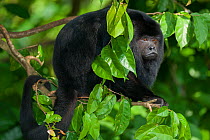 Black howler monkey (Alouatta caraya) male, captive at Singapore Zoo, Singapore. Native to South America.
