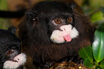 Moustached tamarin (Saguinus mystax) sticking tongue out, captive at Jacobo Lacs breeding facilities, Elevage Jacobo Lacs, Colon, Panama.a. Native to Brazil and Peru.