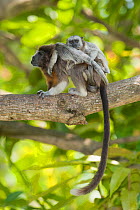 Silvery-brown Tamarin (Saguinus leucopus) carrying babies, captive at Piscilago Zoo, Melgar, Cundinamarca, Columbia. Endangered species. Endemic to Colombia.