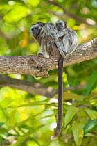 Silvery-brown Tamarin (Saguinus leucopus) carrying baby, captive at Piscilago Zoo, Melgar, Cundinamarca, Columbia. Endangered species. Endemic to Colombia.