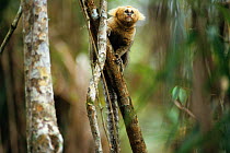 Buffy Headed Marmoset (Callithrix flaviceps) captive, endangered species. Endemic to Brazil.
