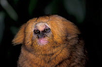 Buffy Headed Marmoset (Callithrix flaviceps) captive, endangered species. Endemic to Brazil.