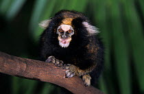White-eared Marmoset (Callithrix aurita) captive, vulnerable species. Endemic to Brazil.