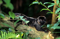 Goeldi's marmoset (Callimico goeldii) resting, captive, vulnerable species. Endemic to Brazil and Peru.