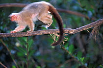 Silvery marmoset (Mico argentatus) running across branch, captive. Endemic to Brazil.