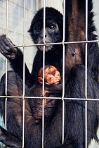 Colombian Spider Monkey (Ateles fusciceps rufiventris) mother with baby caged in zoo. Native to Colombia and Panama.