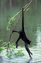 Chamek Spider Monkey (Ateles chamek) reaching into river to drink, whilst hanging from branch, captive. Native to Peru, Bolivia and Brazil.