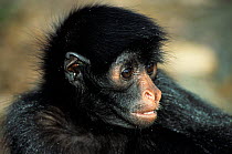 Chamek Spider Monkey (Ateles chamek) portrait, captive. Native to Peru, Bolivia and Brazil.