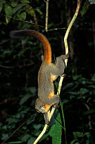Northern Night Monkey (Aotus trivirgatus) climbing down branch, Brazil.