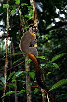 Northern Night Monkey (Aotus trivirgatus) climbing  branch, in rainforest, Brazil.