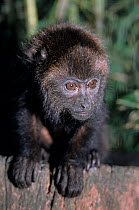 Brown Howler Monkey (Alouatta guariba) baby, captive. Native to Argentina and Brazil.