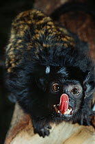 Black-handed Tamarin (Saguinus niger) licking nose, captive, vulnerable species. Endemic to Brazil.