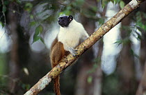 Brazilian Bare-faced Tamarin (Saguinus bicolor) captive, endangered species. Endemic to Brazilian Amazon.