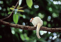 Golden-white Bare-ear Marmoset (Mico leucippe) Brazil. Vulnerable species.