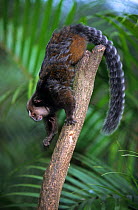 Wied's Black Tufted-eared Marmoset (Callithrix kuhlii) climbing, Brazil.