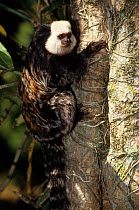 Geoffroy's Marmoset (Callithrix geoffroyi) climbing tree, Brazil.