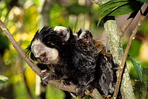 Geoffroy's Marmoset (Callithrix geoffroyi) baby riding on father's back, Brazil.