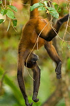 Black handed spider monkey (Ateles geoffroyi) hanging from branch, captive La Marina Wildlife Rescue Center Zoo, Costa Rica. Native to Central America and Colombia.