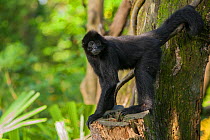 Black spider monkey (Ateles paniscus) captive at Singapore Zoo, Singapore. Vulnerable species. Native to eastern South America.
