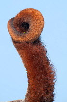 Poeppig's Woolly Monkey (Lagothrix poeppigii) close up of prehensile tail, captive, Saraguro, Loja, Ecuador. Native to Brazil, Ecuador and Peru.