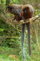 Coppery Titi Monkey (Callicebus cupreus) captive, Brazil. Native to Brazil and Peru.