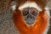Coppery Titi Monkey (Callicebus cupreus) captive in Zoo, Cali, Valle del Cauca, Colombia. Native to Brazil and Peru.