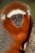 Coppery Titi Monkey (Callicebus cupreus) captive in Zoo, Cali, Valle del Cauca, Colombia. Native to Brazil and Peru.