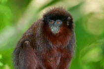 Red titi (Callicebus cupreus) captive at Monkey Valley Zoo / La Valle des Singes, Romagne, France. Native to Brazil and Peru.