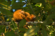 Dusky titi (Callicebus moloch) baby sleeping in mothers fur, Posada Amazonas, Tambopata, Puerto Maldonado, Madre de Dios, Peru.