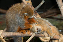 Red titi monkey (Callicebus discolor) grooming San Martin titi monkey (Callicebus oenanthe) captive.