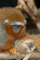 Red titi monkey (Callicebus discolor) with San Martin titi monkey (Callicebus oenanthe) captive.