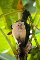 White-throated capuchin (Cebus capucinus) in Banana plantation, Sierpe, Osa Peninsula, Costa Rica.