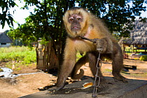 Bearded Capuchin (Cebus libidinosus) chained up, Sajou barbu. Coquinal, Beni, Boliva.