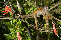 Black-crowned Central American Squirrel Monkey (Saimiri oerstedii) resting on branch, Manuel Antonio National Park, Costa Rica.