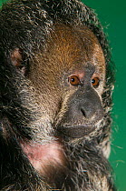 Monk saki (Pithecia monachus) portrait, captive. Native to South America.
