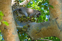 Tana River Crested Mangabey (Cercocebus galeritus) feeding on fruit in tree, captive, Monkey Valley Park / Valle des Singes, France. Endemic to Kenya.