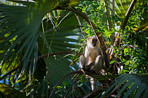 Tana River Crested Mangabey (Cercocebus galeritus) captive, Monkey Valley Park / Valle des Singes, France. Endemic to Kenya.
