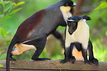 Roloway Diana monkeys (Cercopithecus diana roloway) captive at Monkey Valley Zoo / Zoo La Vallee des Singes, Romagne, France. Native to Cote d'Ivoire and Ghana.