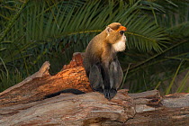 De Brazza's monkey (Cercopithecus neglectus) captive, Fuengirola Zoo, Spain. Native to Central Africa.