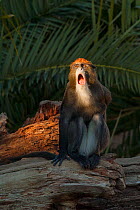 De Brazza's monkey (Cercopithecus neglectus) calling captive, Fuengirola Zoo, Spain. Native to Central Africa.