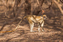 Vervet Monkey (Chlorocebus aethiops) Bandia Reserve, Mbour, Senegal.