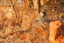 Vervet Monkey (Chlorocebus aethiops) Bandia Reserve, Mbour, Senegal.