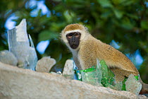 Vervet Monkey (Chlorocebus pygerythrus) looking over wall with glass bottle fragments. Diani Beach, Mombasa, Kenya.