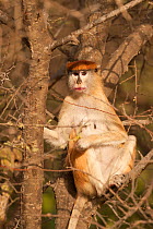 Patas monkey (Erythrocebus patas) Patas, Parc National Langue de Barbarie, St Louis, Senegal.