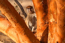Patas monkey (Erythrocebus patas) Bandia Reserve, Mbour, Senegal.