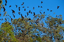 Grey-headed flying fox (Pteropus poliocephalus) group flying away from roost, Maclean, Grafton, New South Wales, Australia. Vulnerable species.
