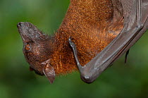 Large flying fox (Pteropus vampyrus) portrait, whilst roosting, captive. Native to south east Asia.