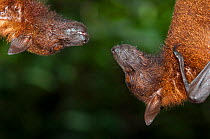 Large flying foxes (Pteropus vampyrus) looking at each other while roosting, captive. Native to south east Asia.