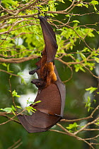 Large flying fox (Pteropus vampyrus) male hanging by one wing, captive, Singapore Zoo, Singapore. Native to south east Asia.